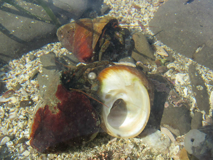 Marine Hermit Crabs